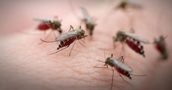 Кожный лейшманиоз – кому опасаться болезни, как ее выявить и лечить?