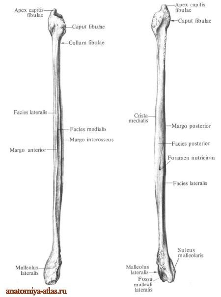 Малоберцовая кость