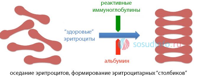 при снижении СОЭ не в порядке одна (или несколько) составляющих корректного оседания эритроцитов