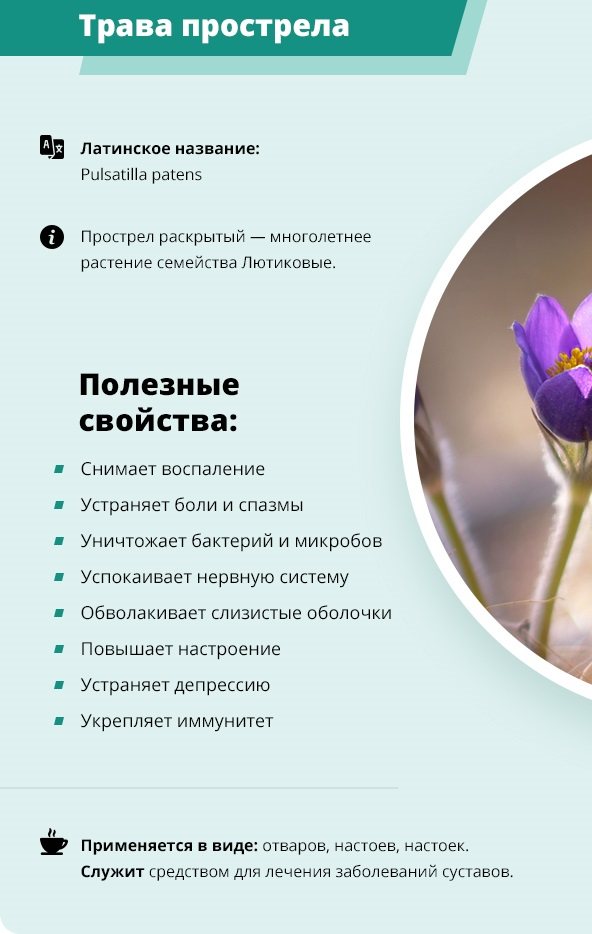Пульсатилла (pulsatilla) инструкция по применению
