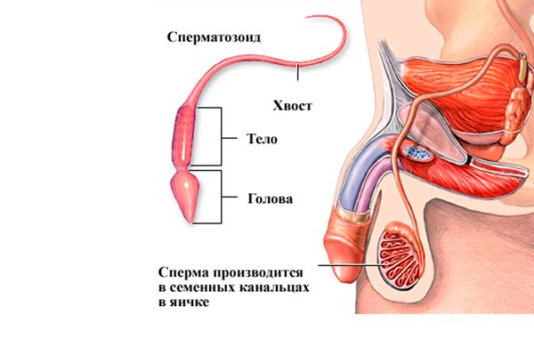 Выработка сперматозоидов яичниками, как одна из функций пролактина у мужчины